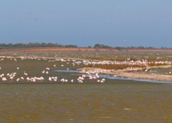 В Одеській області рожеві фламінго пішли з місця гніздування. Науковець назвав причину