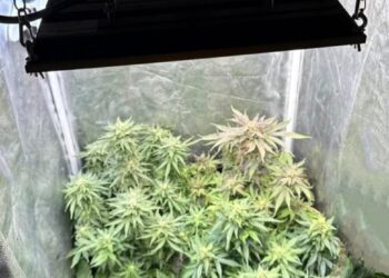 Збував наркотики: поліцейські Київщини повідомили про підозру наркоділку