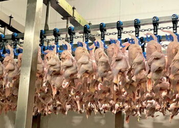 Експорт м’яса птиці за 5 місяців приніс Україні понад $457 млн – Економіка