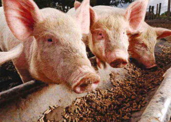 Операторів у свинарській галузі меншає, попри відновлення цін на живець – Економіка