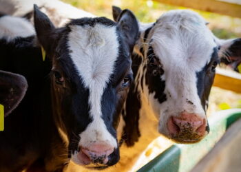 У ТзОВ «Прогрес» завдяки схемі годівлі добові прирости телят збільшились на 100 г – Економіка