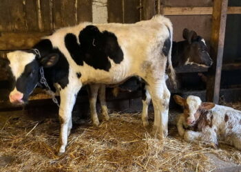 На Херсонщині з початку року зареєстровано 5 спалахів інфекційних хвороб тварин – Економіка