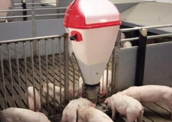 «Агропродсервіс» побудує комбікормовий завод спеціально під потреби свинарства – Економіка