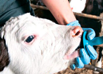 У ТзОВ «Прогрес» створили молозивний банк для випоювання телят – Економіка