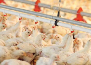 Як боротися з Salmonella infantis у пташнику – Економіка