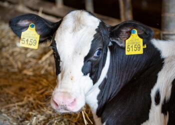 Селен – один з найважливіших елементів для зниження теплового стресу корів – Економіка