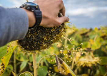 Agri Solutions Ukraine вкладе $12 млн у будівництво заводу з переробки соняшнику на Кіровоградщині Економіка