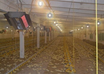 Для заохочення курчат до переходу на незаселену половину пташника її попередньо прогрівають – Економіка