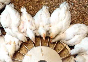 Яка потреба птиці в основних амінокислотах для різних фізіологічних функцій – Економіка