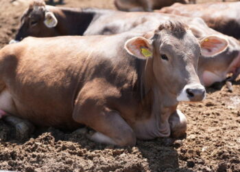 Через стрес у корів знижується відсоток запліднення – Економіка