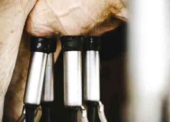 «Астарта» у І півріччі на 2% збільшила продажі молока-сировини – Економіка