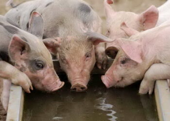 Які вимоги до беконних свиней – Економіка