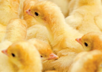 Індичатам потрібно якомога раніше почати активно споживати комбікорм і воду – Економіка