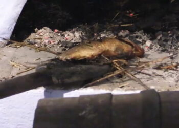 Печена риба на соломі віднесена до культурної спадщини Вінниччини – Економіка