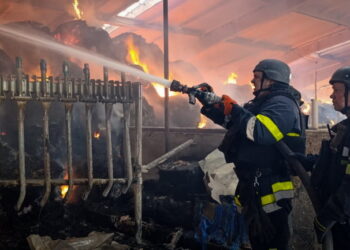 На харківській фермі через влучання бомби загинули корови – Економіка