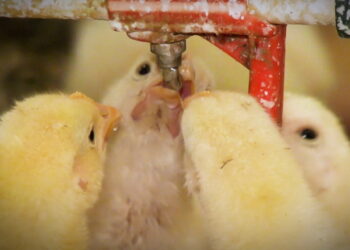 Як не втрачати кошти через краплеуловлювач у пташнику – Економіка