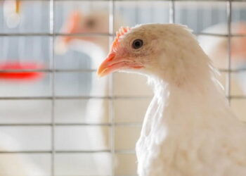 В Україні побільшало підприємств, які утримують птицю – Економіка