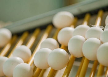 У 2024 році зросла кількість виробників яєць із продуктивністю понад 100 тис. штук – Економіка