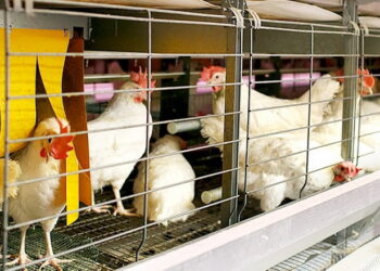 Як контролювати аліментарну остеодистрофію у птиці – Економіка