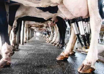 Доїння брудного вимені ‒ найпоширеніша причина маститів у корів – Економіка