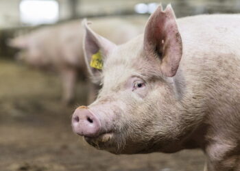 500 данських свиноматок оновили стадо на свинокомплексі KSG Agro – Економіка