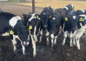 Ефект від лікування парагрипу-3 у ВРХ буде лише за гострого чи підгострого перебігу – Економіка