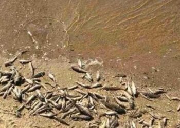 В Тилігульському лимані зафіксували масову загибель риби та креветок – Економіка