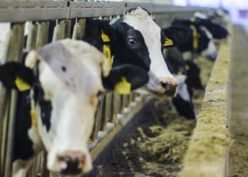 М’ята та евкаліпт допоможуть знизити тепловий стрес у корів – Економіка