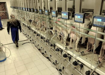 У 2024 році в Україні надоїли 157,3 тис. тонн козиного й овечого молока – Економіка