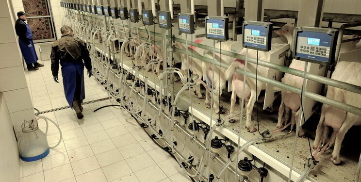 У 2024 році в Україні надоїли 157,3 тис. тонн козиного й овечого молока – Економіка