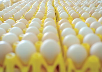 За І півріччя на експорті яєць Україна заробила $87,5 млн – Економіка