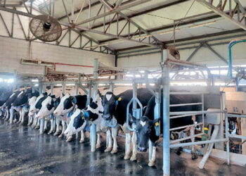 Бетон і гума: яке покриття в корівниках тернопільської «України» – Економіка