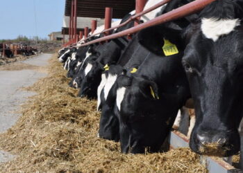 В Італії раціони корів відрізняються залежно від регіону – Економіка