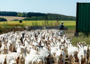 Випас кіз дає змогу отримувати якісне молоко – Економіка