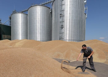 Канадська AgriCore інвестує понад $20 млн у зерносушильний комплекс на Полтавщині Економіка