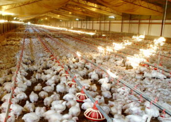 Герметичність пташника забезпечує належну роботу систему вентиляції – Економіка