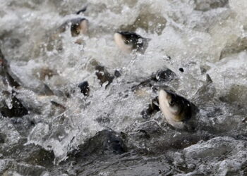 У водойми країни від початку року випустили понад 680 тис. рибин – Економіка