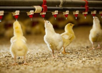 Контроль споживання води сигналить про рівномірність розселення курчат у пташнику – Економіка