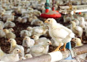 За імунодепресивних хвороб у птиці зростає сприйнятливість до патогенів – Економіка