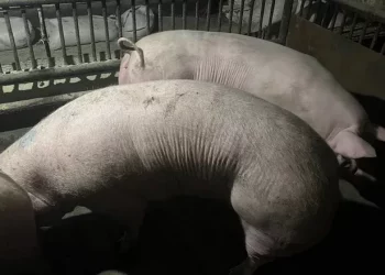 Через укуси зовнішніх статевих органів свиноматок можуть вибраковувати – Економіка
