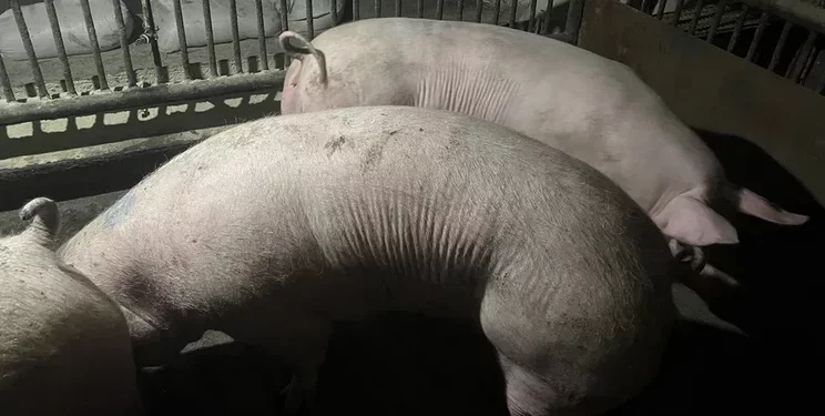 Через укуси зовнішніх статевих органів свиноматок можуть вибраковувати – Економіка