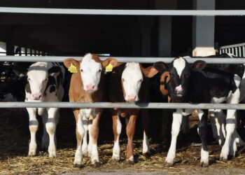 Пробіотики збільшують прирости у телят – Економіка