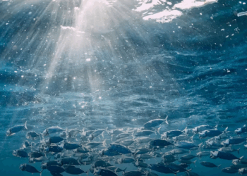 Парламент ухвалив закон про прийняття Україною Угоди про заснування Генеральної комісії з рибальства у Середземномор’ї – Економіка