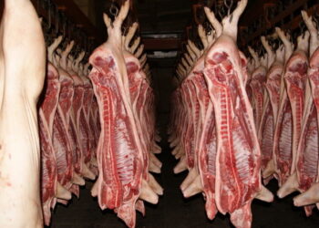 Імпорт свинини за І півріччя зріс у 4,5 раза – Економіка