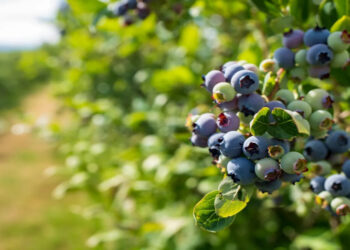 У Київській області на продаж виставлено прибутковий ягідний бізнес на 30 га землі Економіка