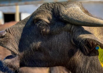 «ТАС Агро» нарощує поголівʼя буйволів – Економіка