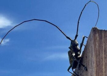 Фітосанітарна служба повідомляє про поширення шкідника сосен у Київській області