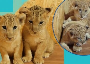 Левенят із зони бойових дій “всиновили” у Білій Церкві