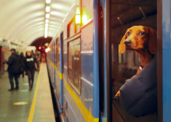 Майданчики для вигулу собак у Києві просять облаштувати містяни | ПРО ГОЛОВНЕ