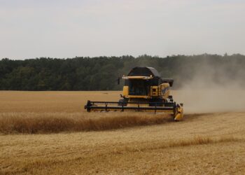 На Білоцерківщині стартували жнива: аграрії збирають озимий ячмінь